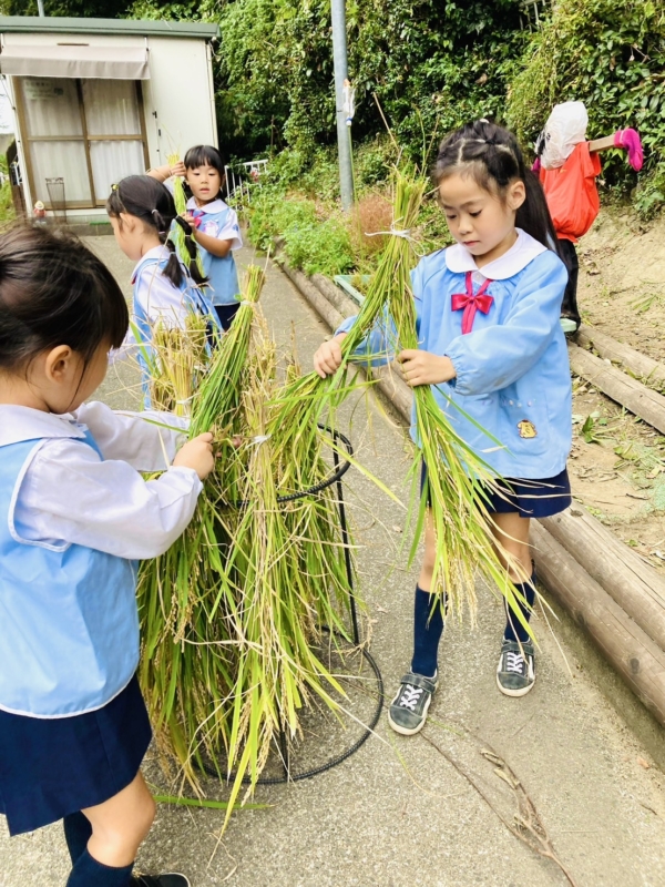 食育に取り組む園児たち。稲を干す作業をしている